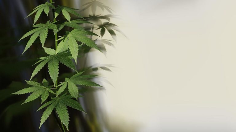 Jak wspomóc kwitnienie marihuany?