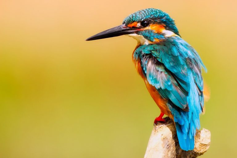 Ornitologia: Pasja Obserwacji Ptaków w Polskiej Przyrodzie